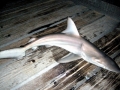 Spinner Shark
