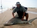 Spinner Shark
