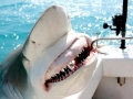 Spinner Shark