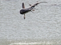 Spinner Shark