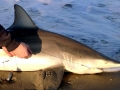 Spinner Shark