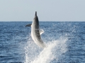 Spinner Dolphin