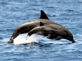 Spinner Dolphin