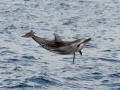 Spinner Dolphin