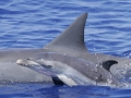 Spinner Dolphin