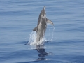 Spinner Dolphin