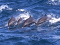 Spinner Dolphin