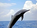 Spinner Dolphin