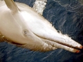 Spinner Dolphin