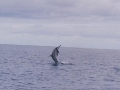 Spinner Dolphin