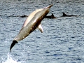 Spinner Dolphin