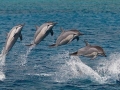 Spinner Dolphin