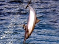 Spinner Dolphin