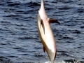 Spinner Dolphin