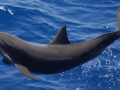 Spinner Dolphin