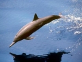 Spinner Dolphin