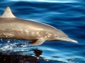 Spinner Dolphin