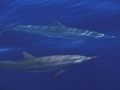 Spinner Dolphin