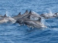 Spinner Dolphin