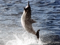 Spinner Dolphin