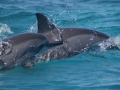 Spinner Dolphin
