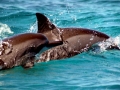 Spinner Dolphin