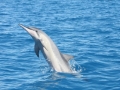 Spinner Dolphin
