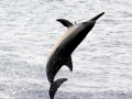 Spinner Dolphin