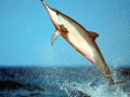 Spinner Dolphin