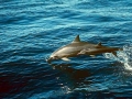 Spinner Dolphin