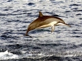 Spinner Dolphin
