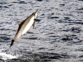 Spinner Dolphin