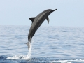 Spinner Dolphin