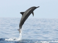 Spinner Dolphin