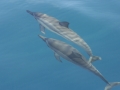 Spinner Dolphin