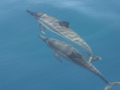 Spinner Dolphin