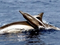 Spinner Dolphin