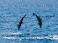 Spinner Dolphin