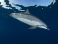 Spinner Dolphin