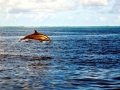 Spinner Dolphin