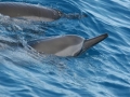 Spinner Dolphin