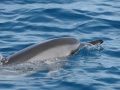 Spinner Dolphin