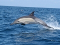 Spinner Dolphin