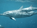 Spinner Dolphin