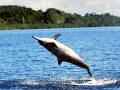 Spinner Dolphin
