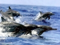 Spinner Dolphin