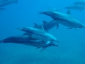 Spinner Dolphin