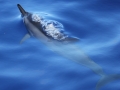 Spinner Dolphin