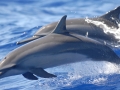 Spinner Dolphin