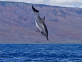 Spinner Dolphin